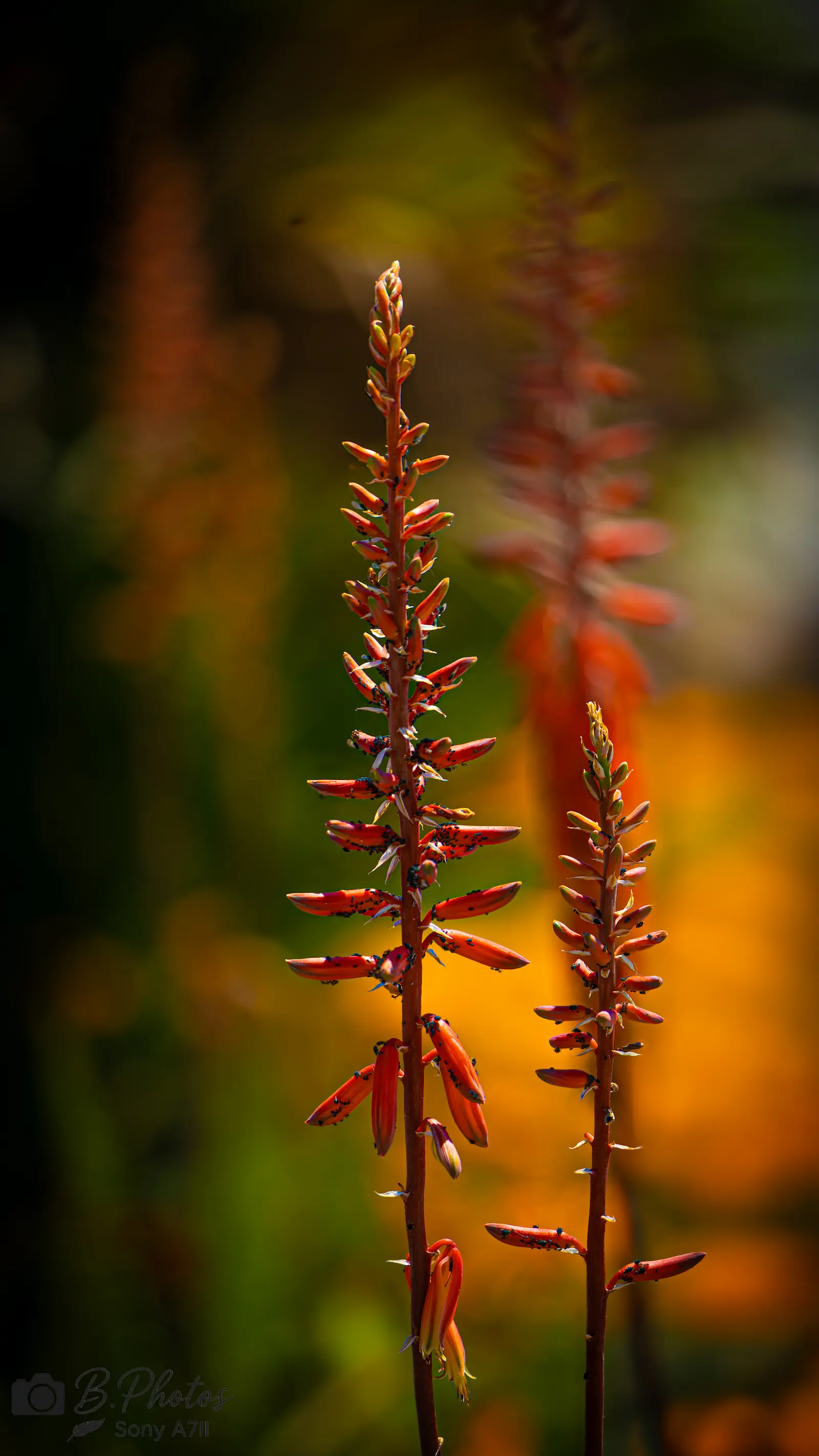 Natur Fotoshooting in Wien und Umgebung